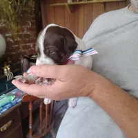 Madilyn, a female German Shorthaired Pointer for sale in Defuniak Springs, FL – 3 of 10