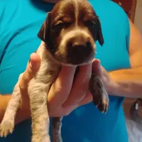Clark, a male German Shorthaired Pointer for sale in Defuniak Springs, FL – 3 of 8