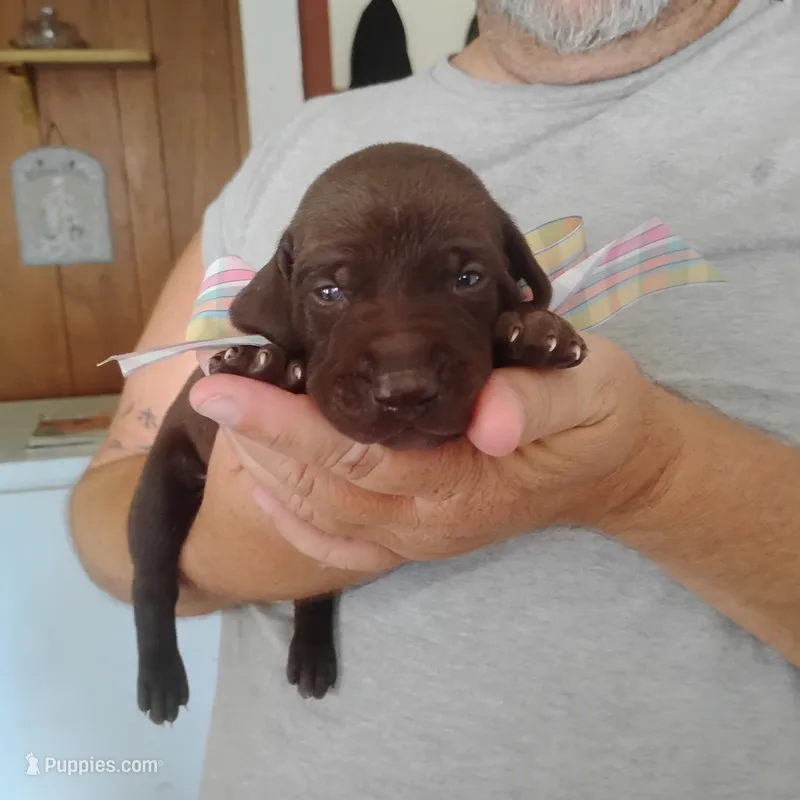 Patricia – German Shorthaired Pointer puppy for sale in Defuniak Springs, FL