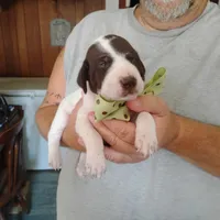 Sebastian , a male German Shorthaired Pointer for sale in Defuniak Springs, FL – 2 of 7