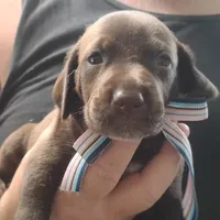 Petunia, a female German Shorthaired Pointer for sale in Defuniak Springs, FL – 4 of 8
