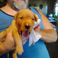 Ollie, a male Labrador Retriever for sale in Defuniak Springs, FL – 6 of 8