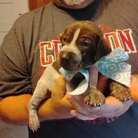 Foghorn Leghorn, a male German Shorthaired Pointer for sale in Defuniak Springs, FL – 2 of 9
