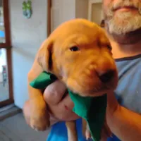 Timmy , a male Labrador Retriever for sale in Defuniak Springs, FL – 3 of 8