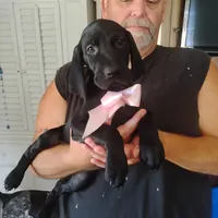 Winnie, a female German Shorthaired Pointer for sale in Defuniak Springs, FL – 7 of 9