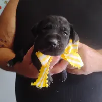 Ellie, a female German Shorthaired Pointer for sale in Defuniak Springs, FL – 3 of 7