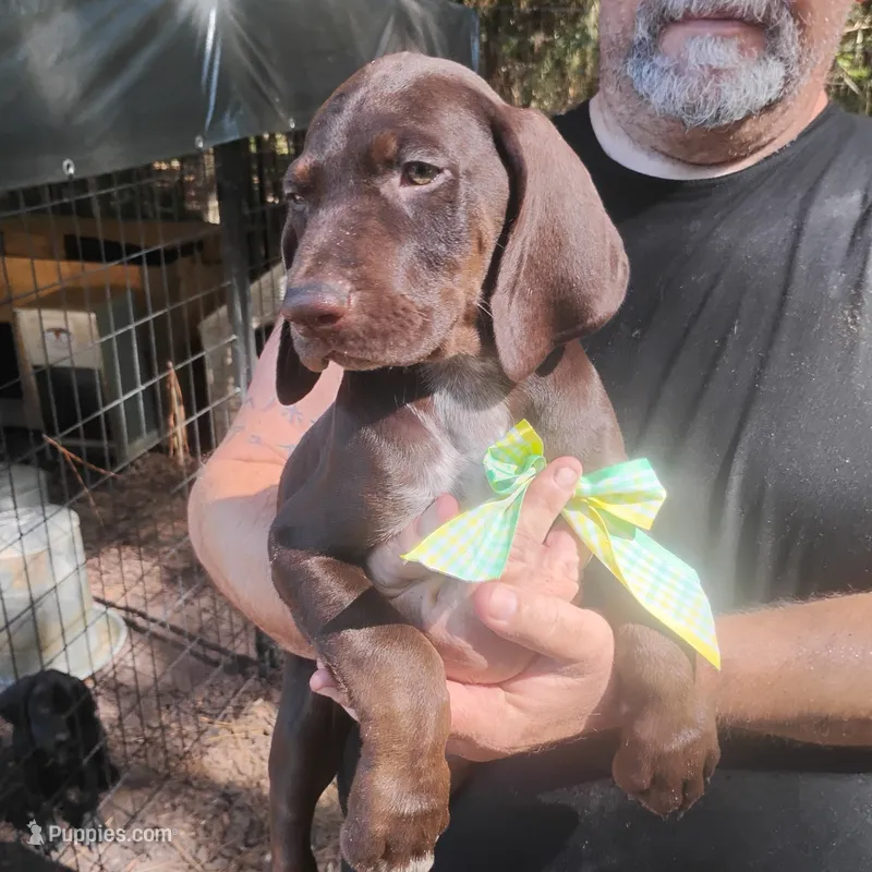 Homer  – German Shorthaired Pointer puppy for sale in Defuniak Springs, FL
