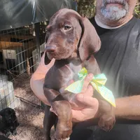 Homer , a male German Shorthaired Pointer for sale in Defuniak Springs, FL – 1 of 10
