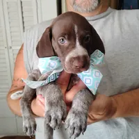Foghorn Leghorn, a male German Shorthaired Pointer for sale in Defuniak Springs, FL – 2 of 8