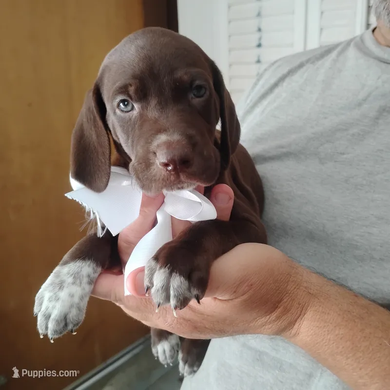 Tweety – German Shorthaired Pointer puppy for sale in Defuniak Springs, FL