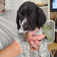Rocky Road, a male German Shorthaired Pointer for sale in Defuniak Springs, FL – 8 of 9