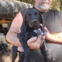 Curtis, a male German Shorthaired Pointer for sale in Defuniak Springs, FL – 1 of 10