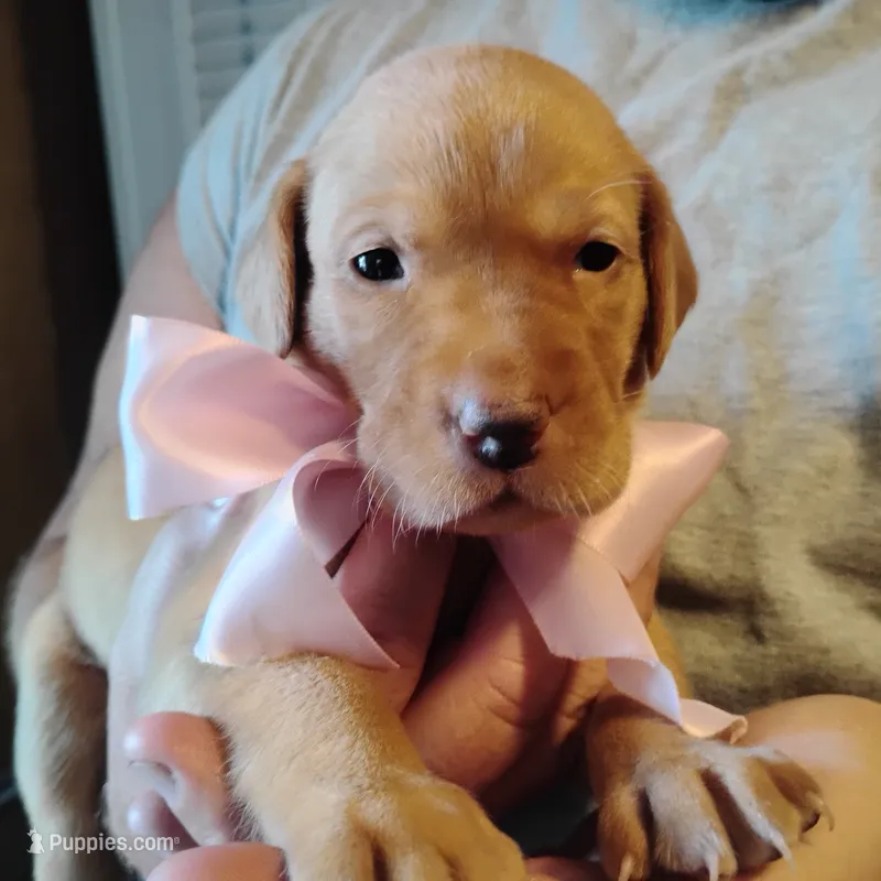 Posie – Labrador Retriever puppy for sale in Defuniak Springs, FL
