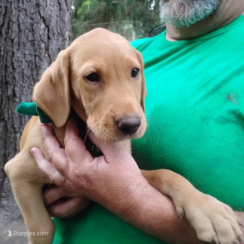 Timmy  – Labrador Retriever puppy for sale in Defuniak Springs, FL