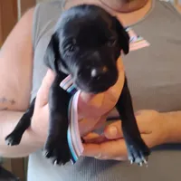 Ivy, a female German Shorthaired Pointer for sale in Defuniak Springs, FL – Photo 4 of 6