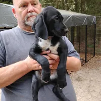 Ivy, a female German Shorthaired Pointer for sale in Defuniak Springs, FL – Photo 3 of 6