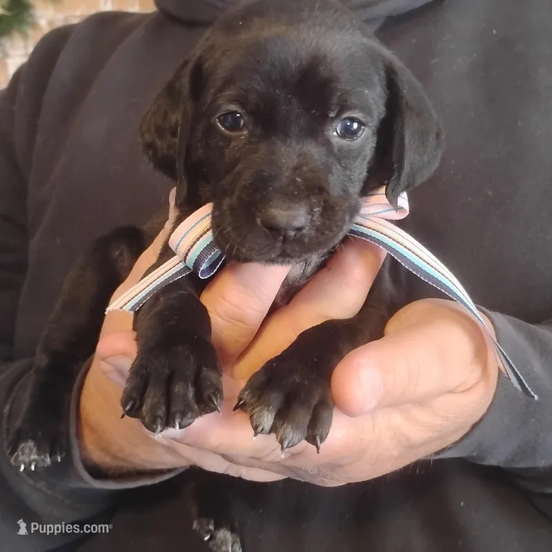 Ivy – German Shorthaired Pointer puppy for sale in Defuniak Springs, FL