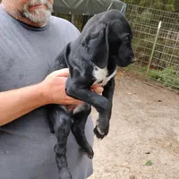 Ivy, a female German Shorthaired Pointer for sale in Defuniak Springs, FL – Photo 5 of 6