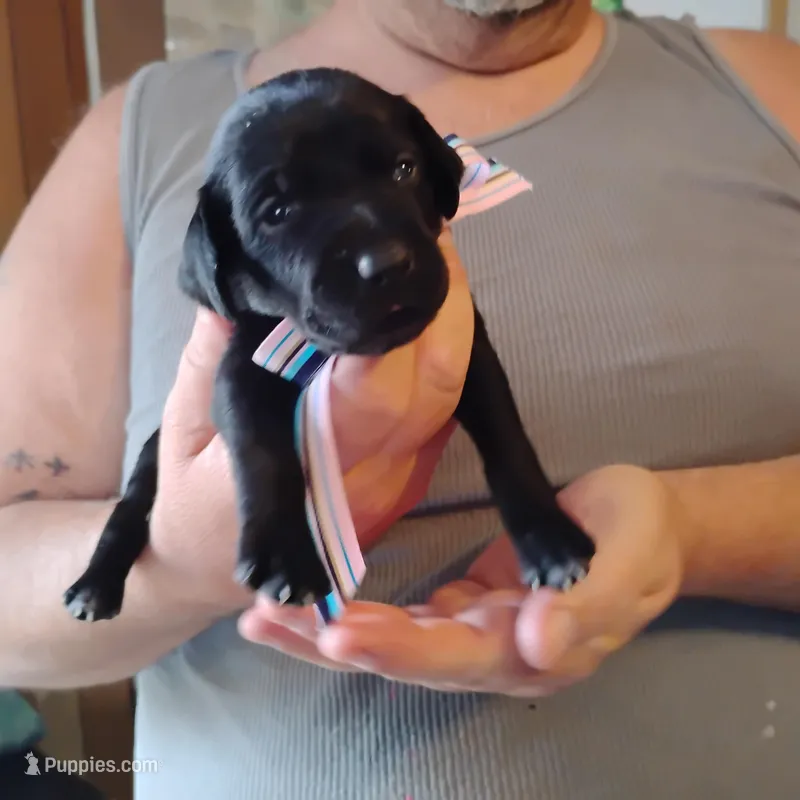 Ivy – German Shorthaired Pointer puppy for sale in Defuniak Springs, FL