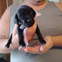 Ivy, a female German Shorthaired Pointer for sale in Defuniak Springs, FL – Photo 2 of 6