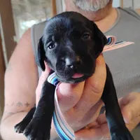 Ivy, a female German Shorthaired Pointer for sale in Defuniak Springs, FL – Photo 1 of 6