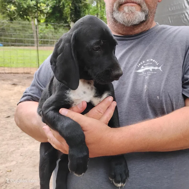 Ivy – German Shorthaired Pointer puppy for sale in Defuniak Springs, FL