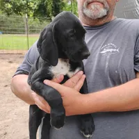 Ivy, a female German Shorthaired Pointer for sale in Defuniak Springs, FL – Photo 1 of 6