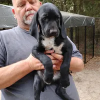 Ivy, a female German Shorthaired Pointer for sale in Defuniak Springs, FL – Photo 4 of 6