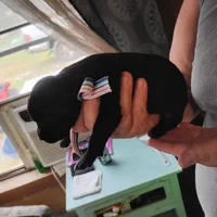 Ivy, a female German Shorthaired Pointer for sale in Defuniak Springs, FL – Photo 5 of 6