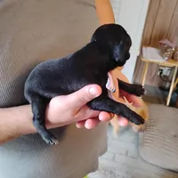 Ivy, a female German Shorthaired Pointer for sale in Defuniak Springs, FL – Photo 6 of 6