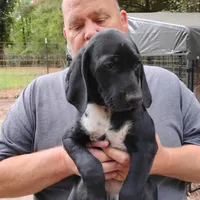 Ivy, a female German Shorthaired Pointer for sale in Defuniak Springs, FL – Photo 2 of 6