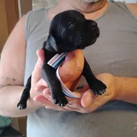 Ivy, a female German Shorthaired Pointer for sale in Defuniak Springs, FL – Photo 3 of 6
