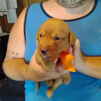 Marty, a male Labrador Retriever for sale in Defuniak Springs, FL – 2 of 7