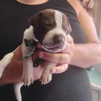 Ricky, a male German Shorthaired Pointer for sale in Defuniak Springs, FL – 1 of 8