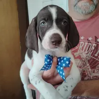 Barracuda, a male German Shorthaired Pointer for sale in Defuniak Springs, FL – 2 of 6