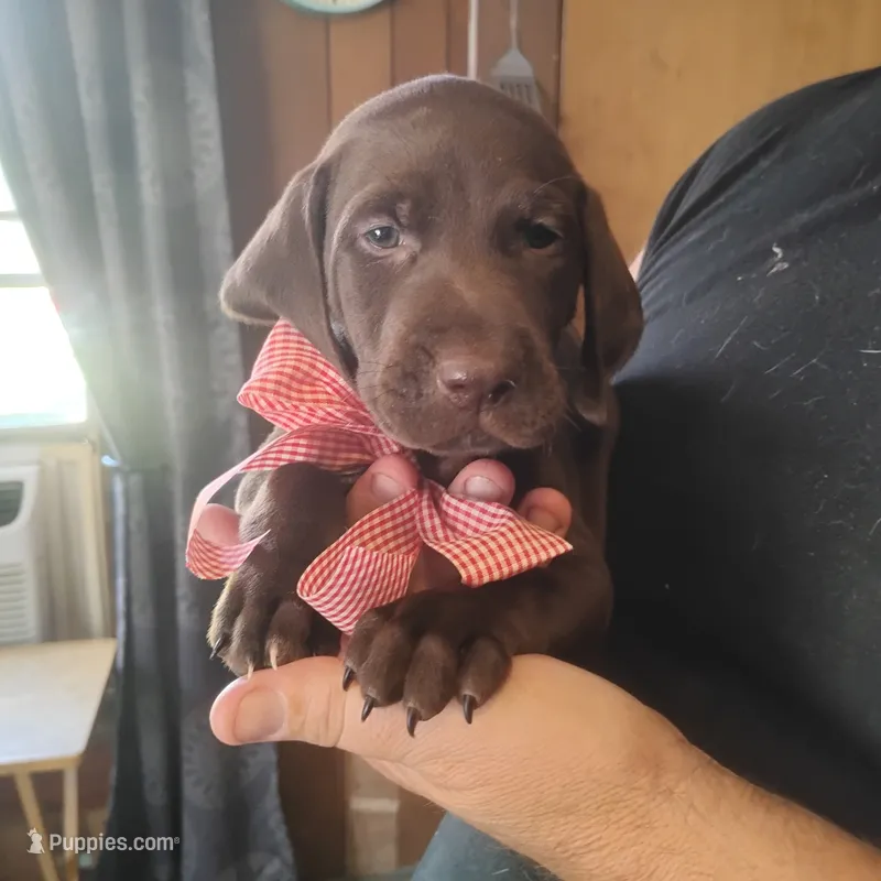 Evelyn – German Shorthaired Pointer puppy for sale in Defuniak Springs, FL