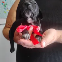 Petunia, a female German Shorthaired Pointer for sale in Defuniak Springs, FL – 6 of 7