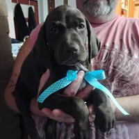 Elmer Fudd , a male German Shorthaired Pointer for sale in Defuniak Springs, FL – 2 of 8