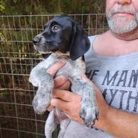 Peach Cobbler, a female German Shorthaired Pointer for sale in Defuniak Springs, FL – 4 of 7