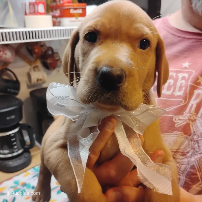 Ollie – Labrador Retriever puppy for sale in Defuniak Springs, FL