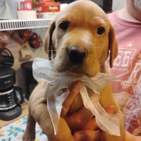 Ollie, a male Labrador Retriever for sale in Defuniak Springs, FL – 1 of 8