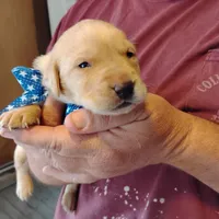 Pete, a male Labrador Retriever for sale in Defuniak Springs, FL – Photo 6 of 6