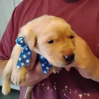 Pete, a male Labrador Retriever for sale in Defuniak Springs, FL – Photo 5 of 6