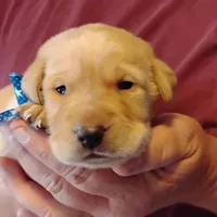 Pete, a male Labrador Retriever for sale in Defuniak Springs, FL – Photo 2 of 6