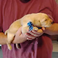 Pete, a male Labrador Retriever for sale in Defuniak Springs, FL – Photo 3 of 6