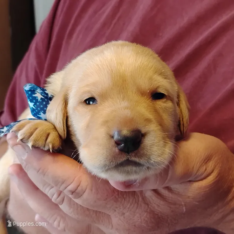 Pete – Labrador Retriever puppy for sale in Defuniak Springs, FL