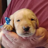 Pete, a male Labrador Retriever for sale in Defuniak Springs, FL – Photo 1 of 6
