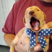 Pete, a male Labrador Retriever for sale in Defuniak Springs, FL – Photo 4 of 6