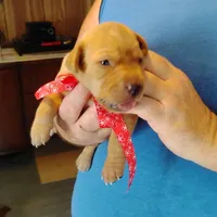 Rose, a female Labrador Retriever for sale in Defuniak Springs, FL – 5 of 7