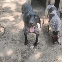 Jackson, a male German Shorthaired Pointer for sale in Defuniak Springs, FL – 5 of 9